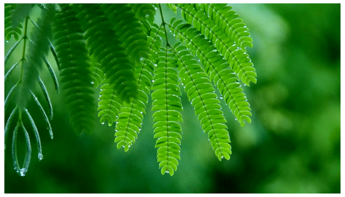 夏木成荫--不负初心